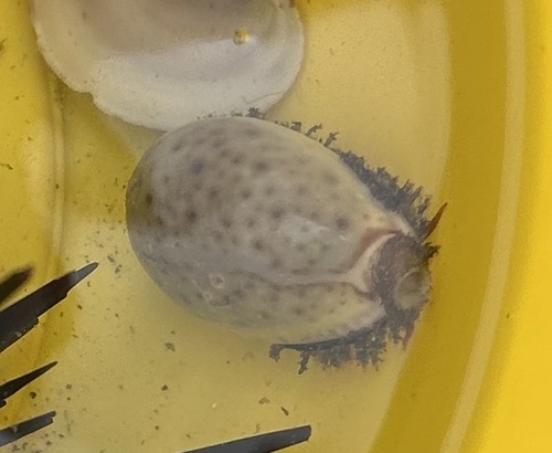 Cypraea boivinii, 2026-08-01