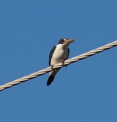 Todiramphus sordidus