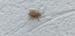 Holcogaster fibulata