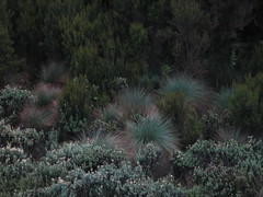 Carex runssoroensis