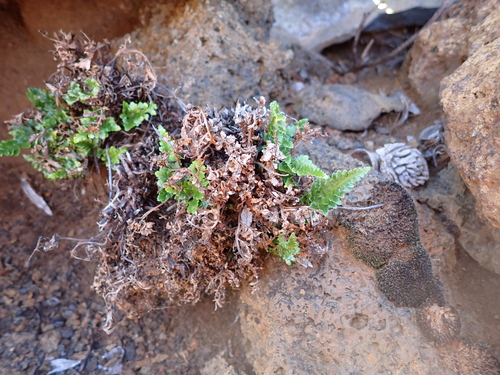 Asplenium adiantum-nigrum observed 2026-07-31