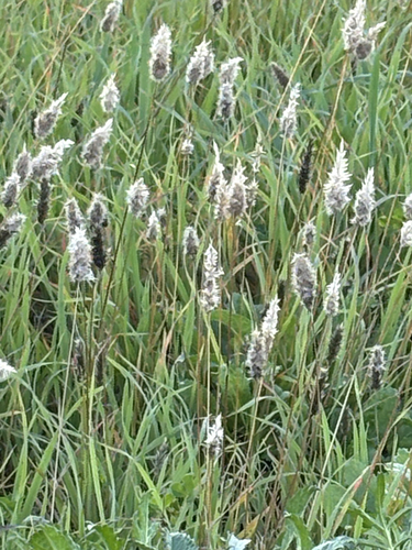 Enneapogon nigricans, 2026-08-01