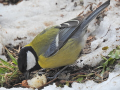 Parus major