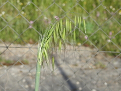 Avena sativa