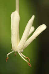 Posoqueria