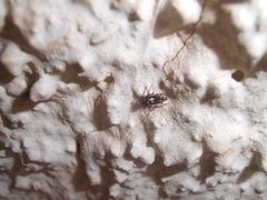 Salticus zebraneus
