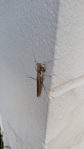 European Mantis