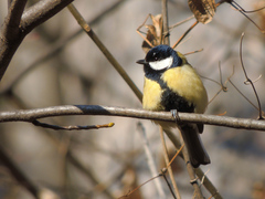 Parus major