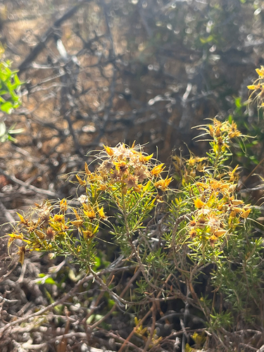 Calytrix flavescens observed 2026-02-22