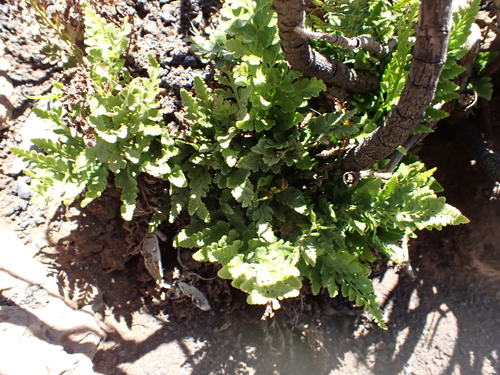 Asplenium adiantum-nigrum observed 2026-07-31