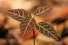 Echites rubrovenosus