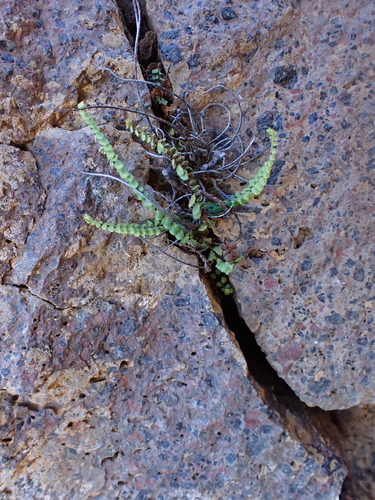 Asplenium densum observed 2026-07-31