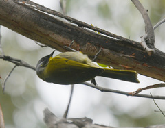 Nesoptilotis flavicollis