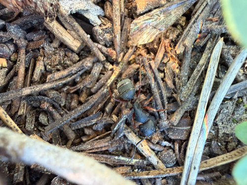 iNaturalist observation photo of Western Black Carpenter Ant