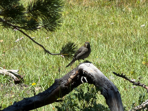 iNaturalist observation photo of Pine Grosbeak