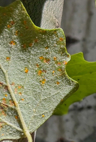 Melampsora populnea, 2026-06-27