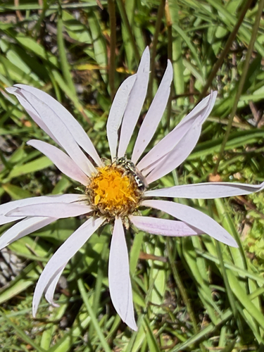 iNaturalist observation photo of Bees and Apoid Wasps