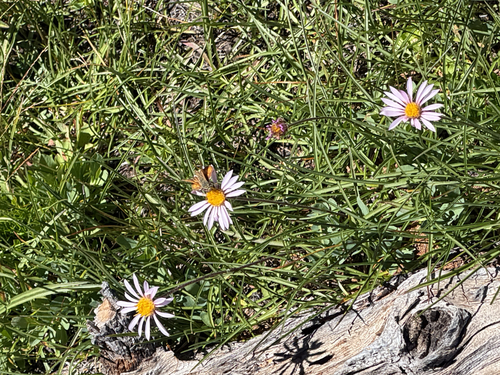 iNaturalist observation photo of Butterflies