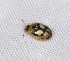 Peltoschema hamadryas