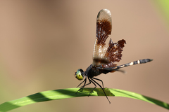 Erythrodiplax attenuata