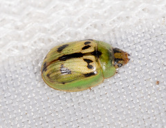 Peltoschema hamadryas