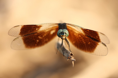 Erythrodiplax attenuata