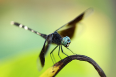 Erythrodiplax attenuata