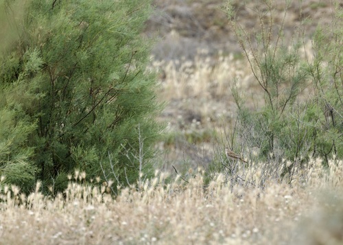 iNaturalist image