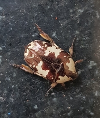 Protaetia aurichalcea