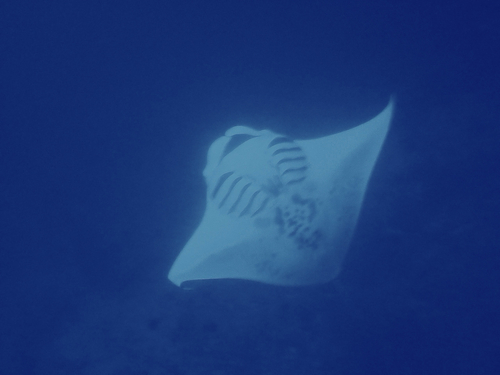 Mobula, 2026-07-30