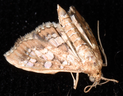 Nomophilini