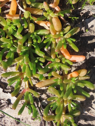 Jellybeans