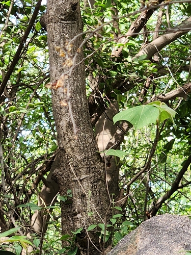 Firmiana colorata observed 2026-07-26