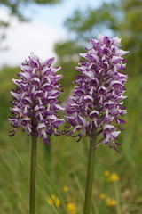 Orchis × beyrichii