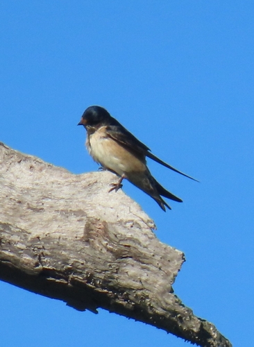 Tree Martin