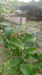Cotoneaster glaucophyllus
