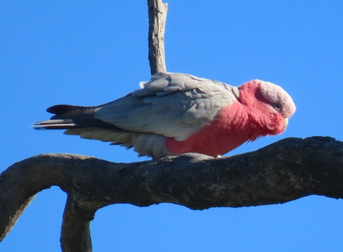 Galah