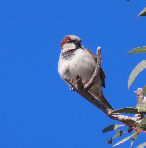 House Sparrow