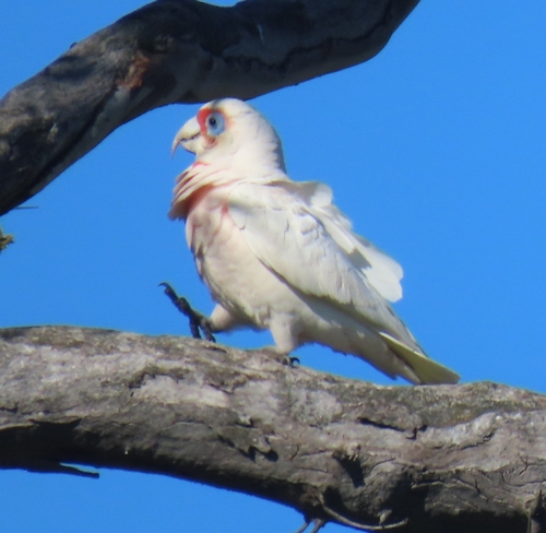 Long-billed Corella