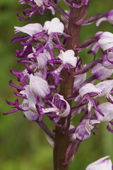 Orchis × beyrichii