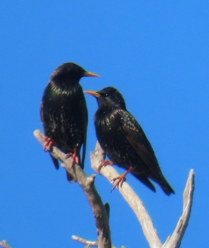 European Starling