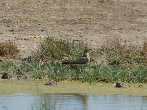 Canastera alinegra (Glareola nordmanni)
