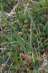 Anthericum ramosum
