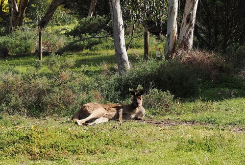 Mainland Western Grey Kangaroo