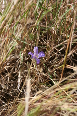 Brodiaea terrestris terrestris