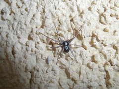 Pulchellodromus pulchellus