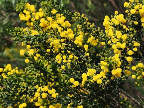 Kangaroo thorn