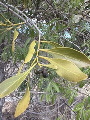 Canthium odoratum (Canthium odoratum)