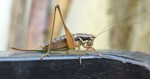 Graceful Bush-cricket
