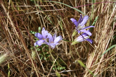 Brodiaea terrestris terrestris